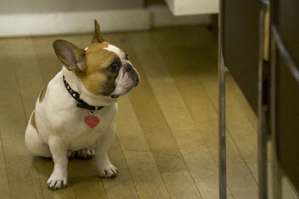 تصویر Beatrice the Dog