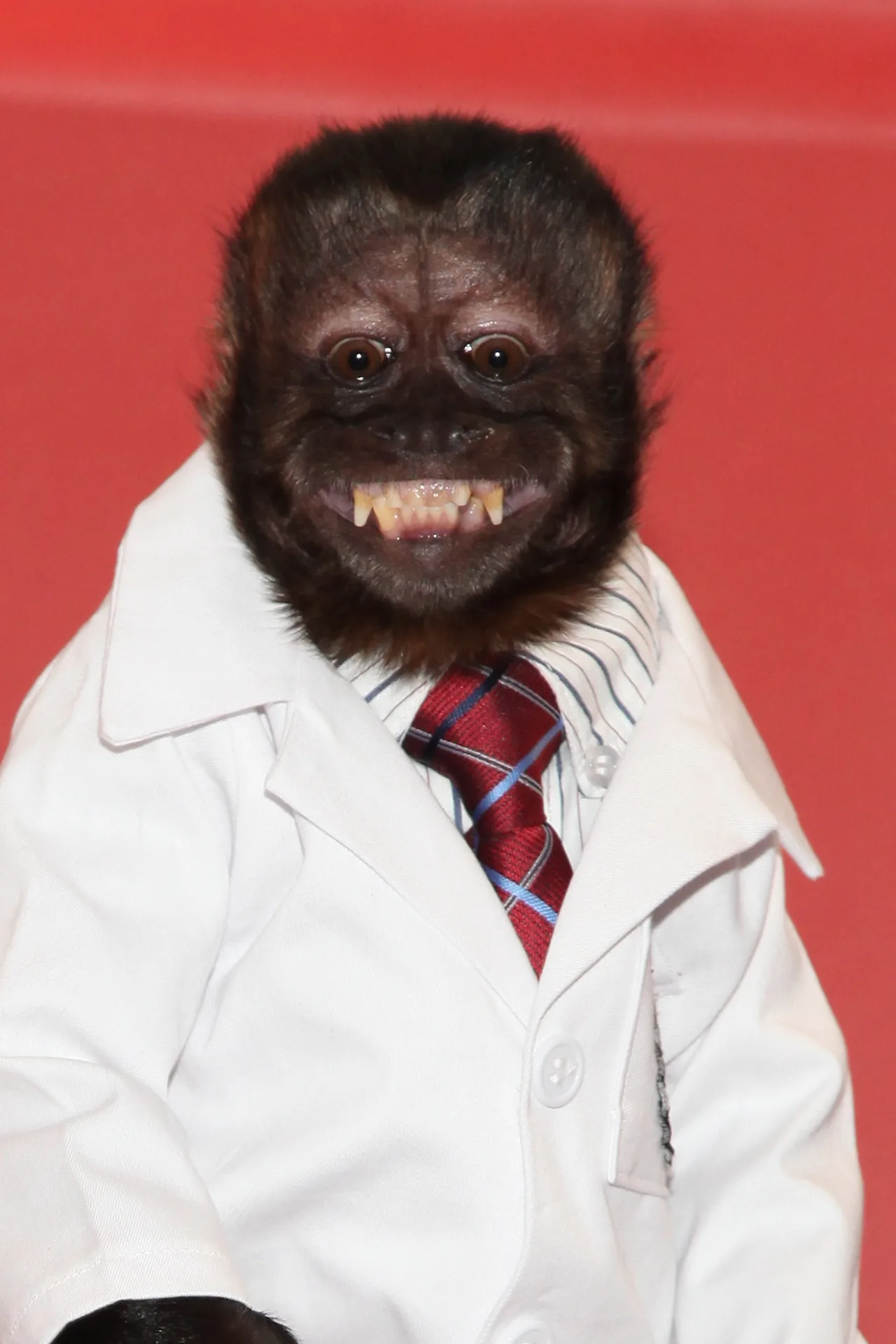 تصویر Crystal the Monkey