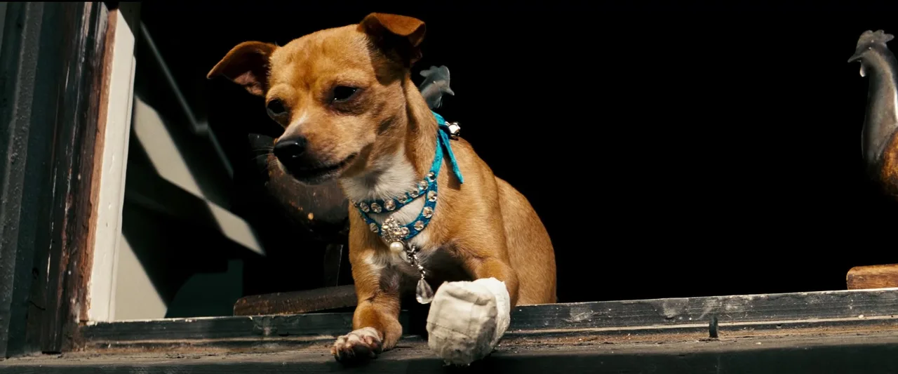 تصویر Chester the Chihuahua