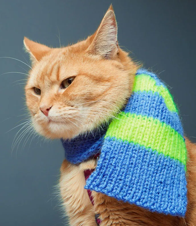 تصویر Bob the Cat