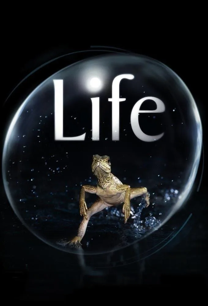 پوستر Life